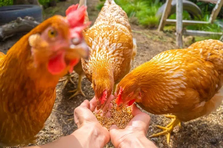 comment protéger la nourriture des poules