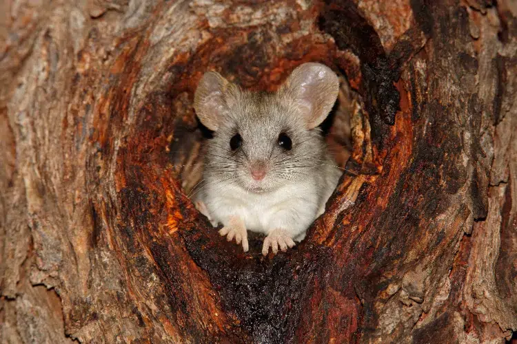 comment protéger les arbres des rongeurs eloigner blesser souris mulots lapins