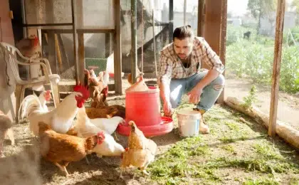 désinfecter le poulailler avec des produits naturels ou chimiques