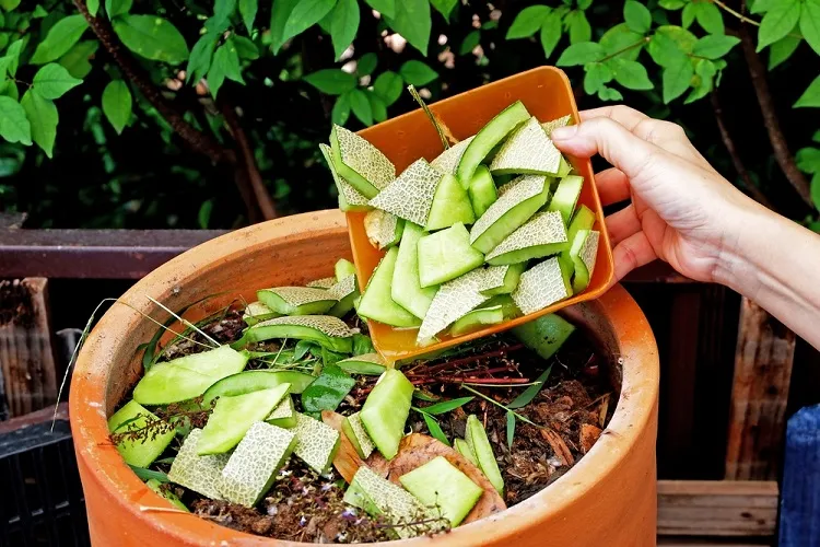 engrais de pelure de fruits les restes alimentaires les plus nutritifs pour vos plantes