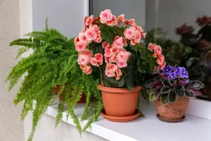 faire fleurir un bégonia entretien interieur exterieur arrosage