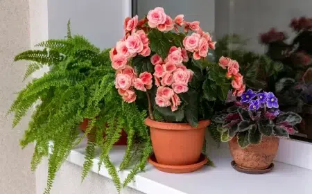 faire fleurir un bégonia entretien interieur exterieur arrosage
