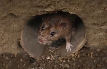 faire fuir les rats dans une cave eau de javel ammoniaque pièges