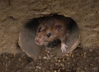 faire fuir les rats dans une cave eau de javel ammoniaque pièges