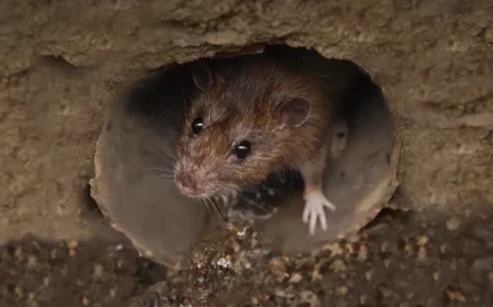 faire fuir les rats dans une cave eau de javel ammoniaque pièges