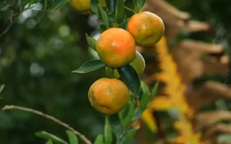 faire pousser un arbre a clementine hiver por terre terrasse balcon