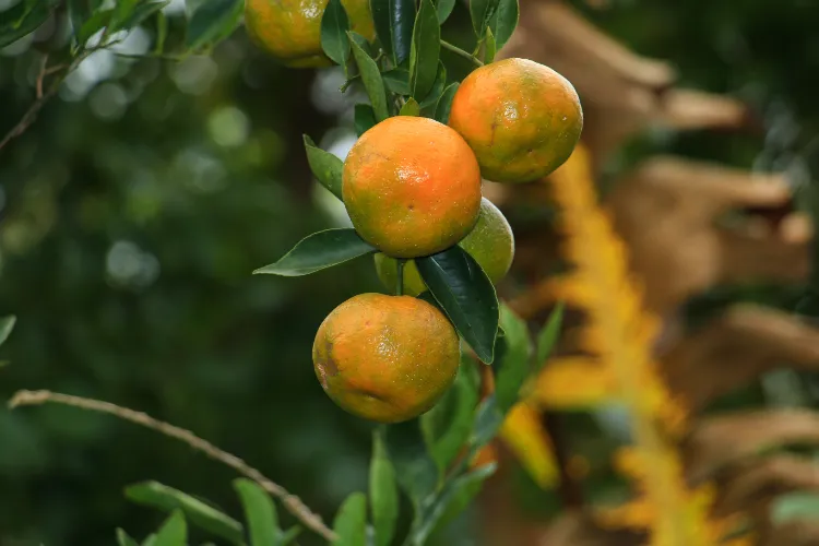 faire pousser un arbre a clementine hiver por terre terrasse balcon