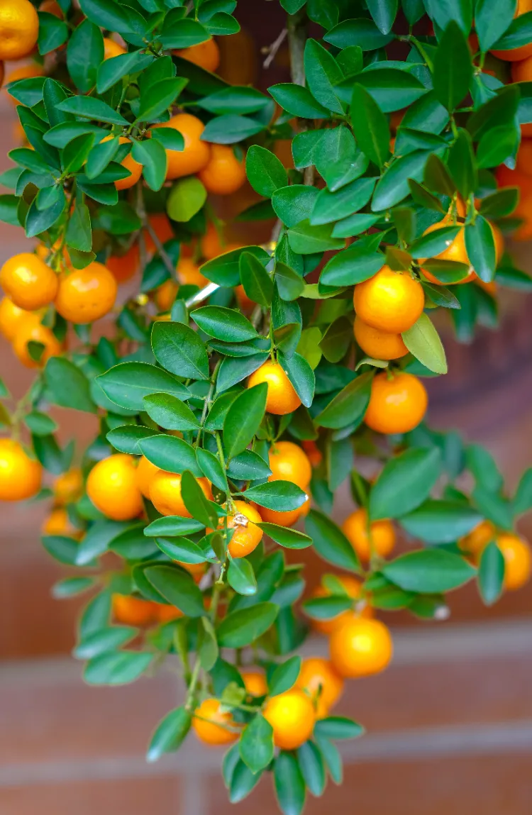 faire pousser un arbre a clementine hiver por terre terrasse citron mandarine