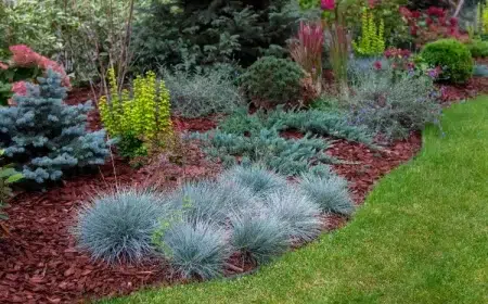 fétuque bleue 2023