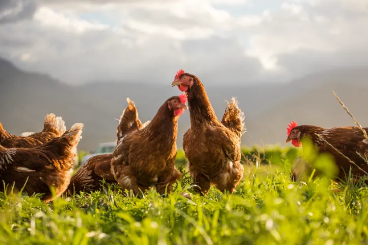 fientes de poulet au terreau se débarrasser des termites oeufs piege carton