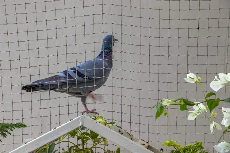 filet pour balcon anti pigeon