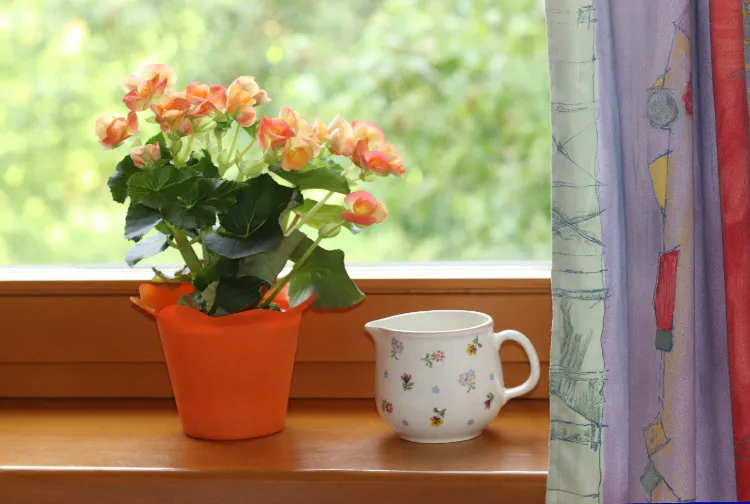 fleurir un bégonia entretien interieur variétés ensoleillé