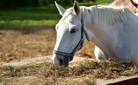 fumier de cheval au jardin en hiver décomposé frais deshydraté composté