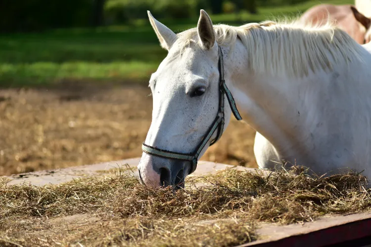 fumier de cheval au jardin en hiver décomposé frais deshydraté composté
