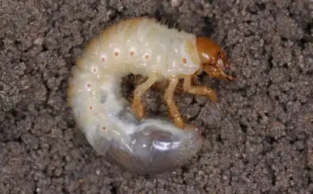 larves de hanneton dans le potager vers blancs commun nématodes