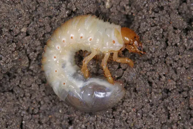 larves de hanneton dans le potager vers blancs commun nématodes