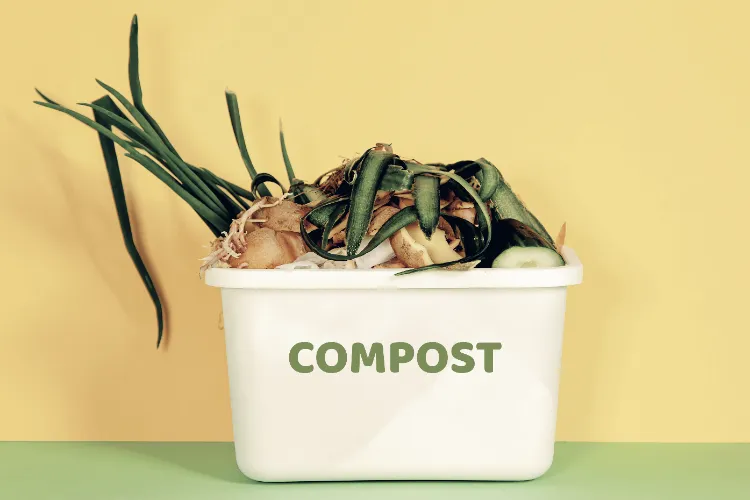 moisissure dans le compost verte blanche champignons déchets végétaux