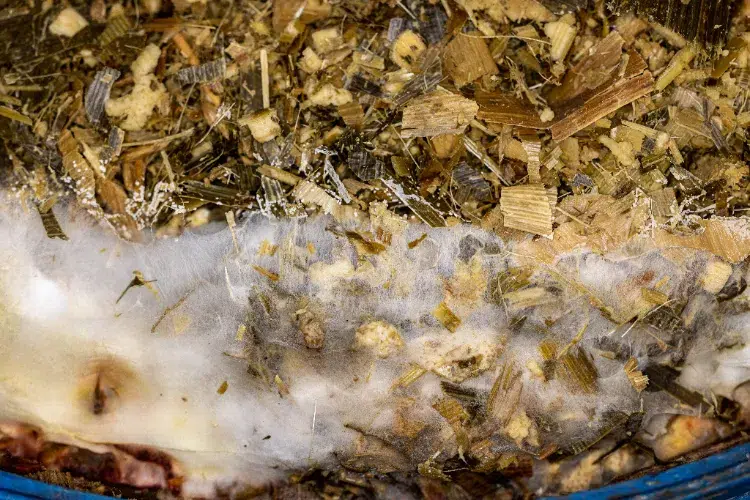 moisissure dans le compost verte blanche champignons organique sèche