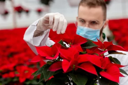 pourquoi les feuilles du poinsettia collent