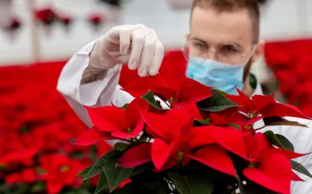pourquoi les feuilles du poinsettia collent
