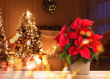 pourquoi les feuilles du poinsettia sèchent lumiere étoile noel froid