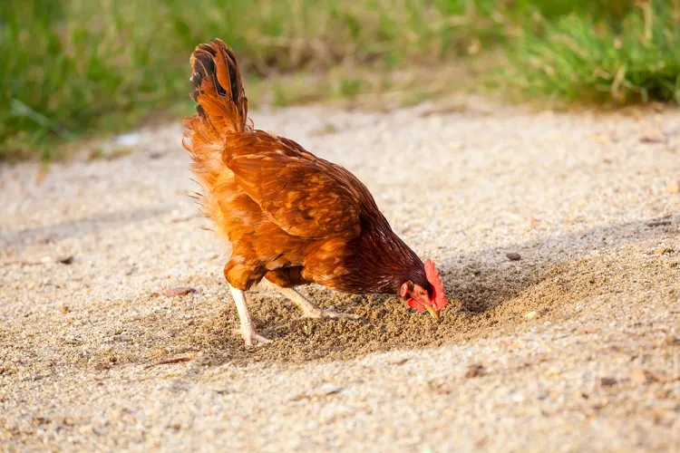 pourquoi les poules mangent du sable
