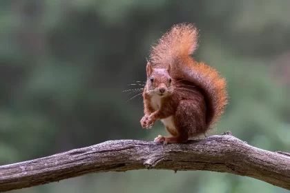 protéger les arbres des rongeurs eloigner blesser souris mulots lapins ecureuils