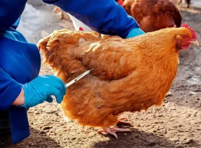 protéger les poules de la grippe aviaire