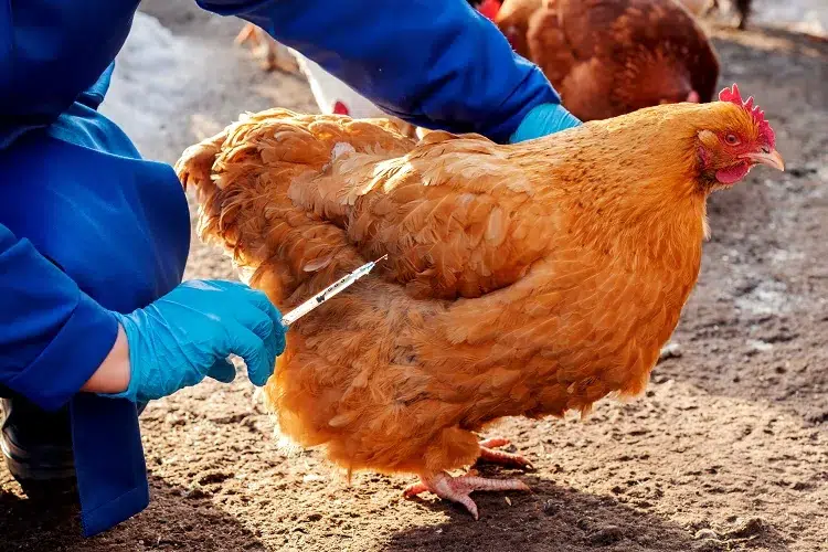 protéger les poules de la grippe aviaire