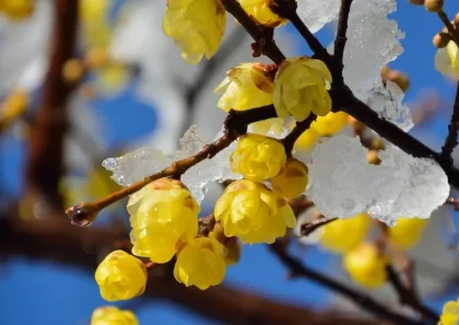 quel arbuste à fleurs jaunes fleurit en hiver