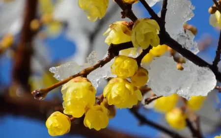 quel arbuste à fleurs jaunes fleurit en hiver