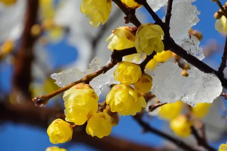 quel arbuste à fleurs jaunes fleurit en hiver