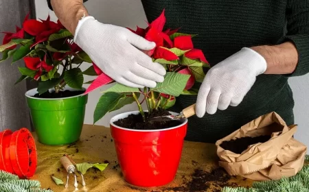 quel engrais pour un poinsettia