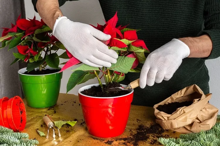 quel engrais pour un poinsettia