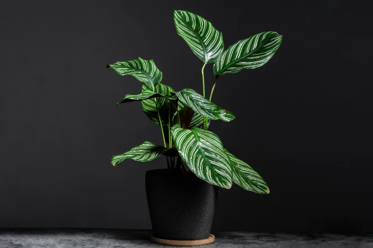 quelle plante fleurie pousse dans le noir pothos calathea caladium