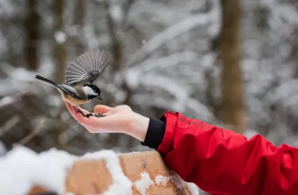 quelles graines ne pas donner aux oiseaux pour éviter une éventuelle intoxication