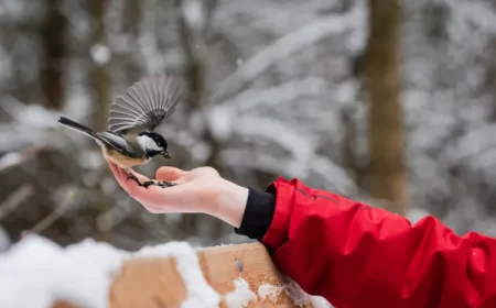 quelles graines ne pas donner aux oiseaux pour éviter une éventuelle intoxication