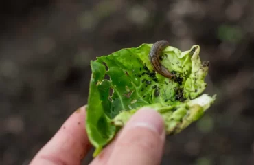 qui mange la salade dans le jardin hepiale altise limaces
