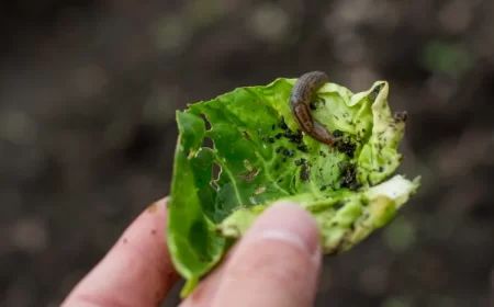 qui mange la salade dans le jardin hepiale altise limaces