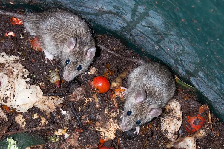 rats dans le compost