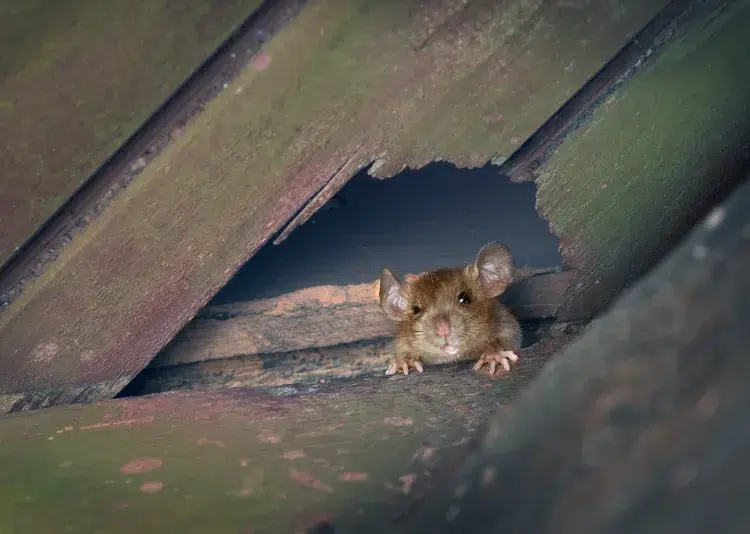 rongeurs dans les murs bruit prevention éliminer pièges maladies rats souris appâts empoisonnés