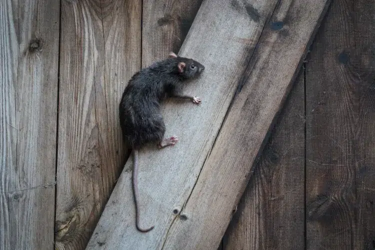 rongeurs dans les murs bruit prevention éliminer pièges maladies rats souris mésures préventives