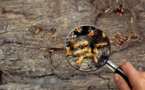 se débarrasser des termites oeufs piege carton fientes poul