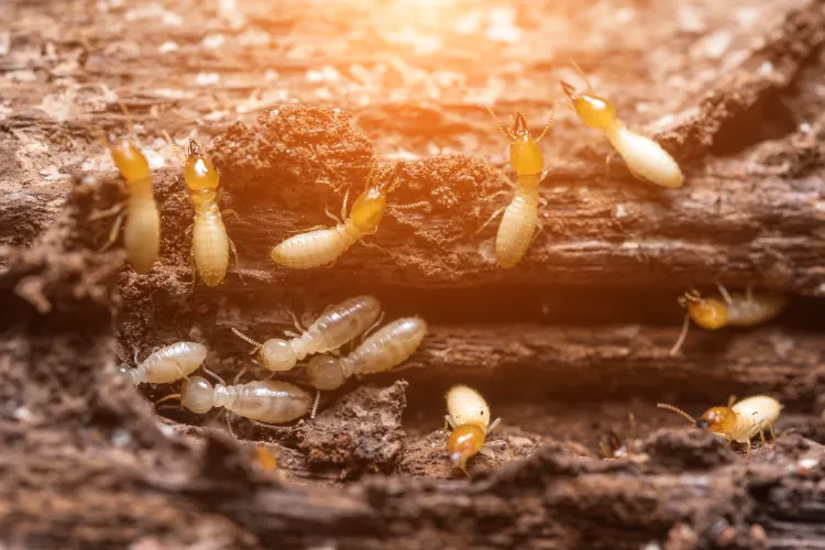 se débarrasser des termites oeufs piege carton fientes poules nématodes soleil