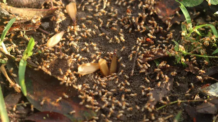 se débarrasser des termites oeufs piege carton fientes poules nématodes