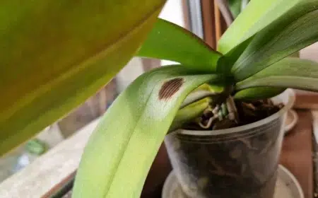 taches brunes sur les feuilles orchidées causes maladie traitement