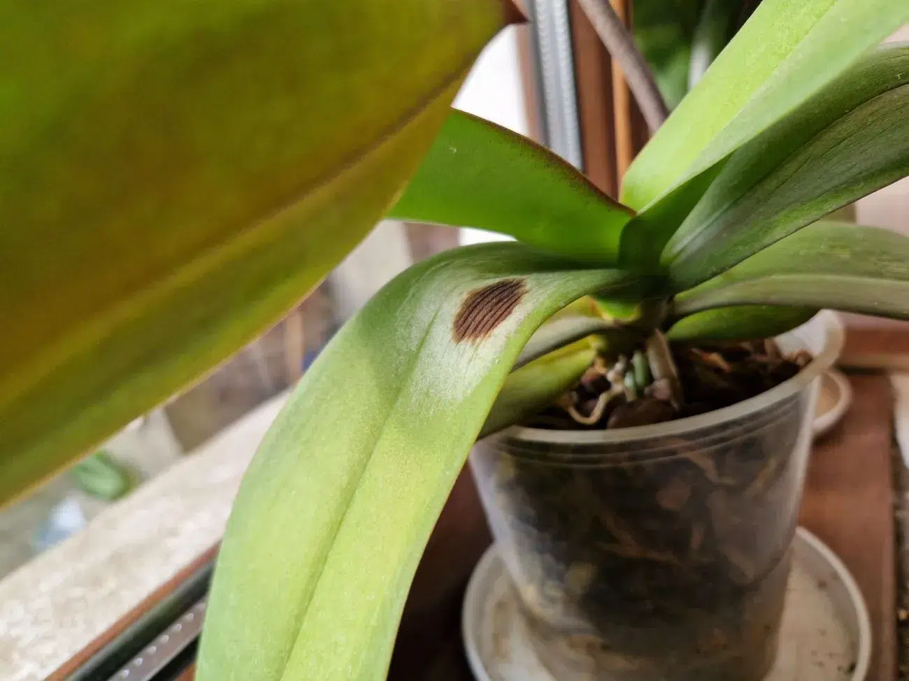 taches brunes sur les feuilles orchidées causes maladie traitement