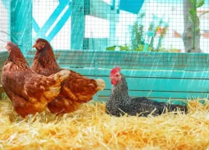 terre battue, bois, paille, béton, sable... quel est le meilleur sol pour un poulailler pour assurer une bonne hygiène aux oiseaux et minimiser les odeurs désagréables