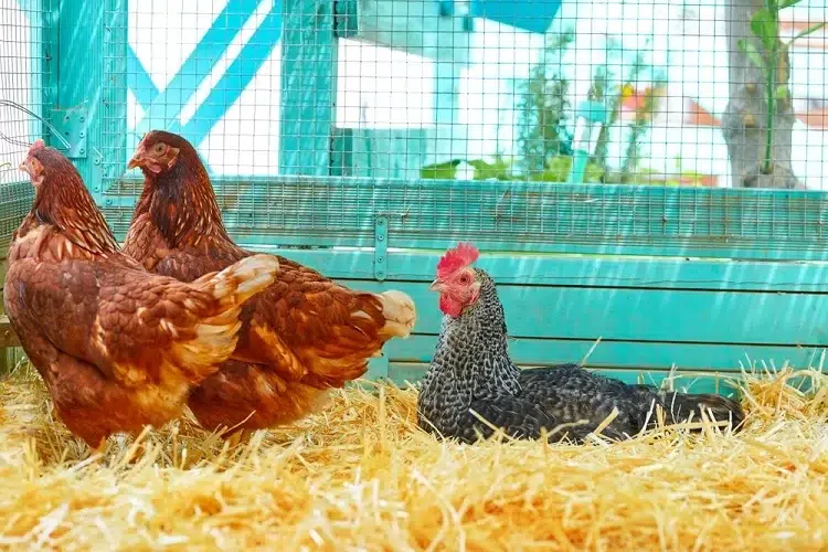 terre battue, bois, paille, béton, sable... quel est le meilleur sol pour un poulailler pour assurer une bonne hygiène aux oiseaux et minimiser les odeurs désagréables