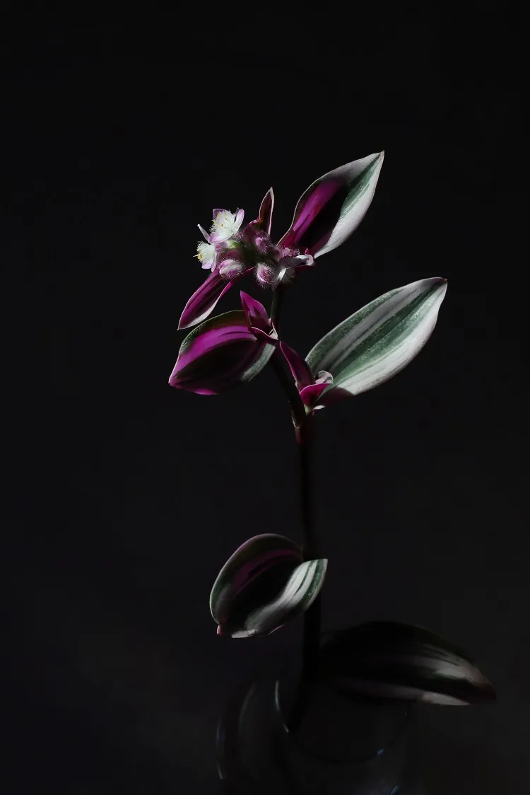 tradescantia zebrina misère plante qui peut vivre sans lumière dans le noir intérieur sombre pièce sans fenetres